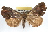  ( - RBMIS-1185)  @14 [ ] CreativeCommons - Attribution (2010) Unspecified Centre for Biodiversity Genomics