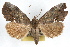  ( - RBMIS-1187)  @14 [ ] CreativeCommons - Attribution (2010) Unspecified Centre for Biodiversity Genomics