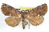  ( - RBMIS-1188)  @14 [ ] CreativeCommons - Attribution (2010) Unspecified Centre for Biodiversity Genomics