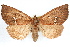  ( - RBMIS-1193)  @14 [ ] CreativeCommons - Attribution (2010) Unspecified Centre for Biodiversity Genomics