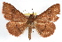  (Azeta schausi - RBMIS-1213)  @15 [ ] CreativeCommons - Attribution (2010) Unspecified Centre for Biodiversity Genomics