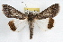  ( - RBMIS-1224)  @15 [ ] CreativeCommons - Attribution (2010) Unspecified Centre for Biodiversity Genomics