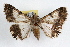  ( - RBMIS-1226)  @11 [ ] CreativeCommons - Attribution (2010) Unspecified Centre for Biodiversity Genomics