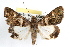  ( - RBMIS-1235)  @12 [ ] CreativeCommons - Attribution (2010) Unspecified Centre for Biodiversity Genomics