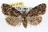  ( - RBMIS-1252)  @13 [ ] CreativeCommons - Attribution (2010) Unspecified Centre for Biodiversity Genomics