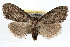  ( - RBMIS-1253)  @13 [ ] CreativeCommons - Attribution (2010) Unspecified Centre for Biodiversity Genomics