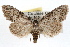  ( - RBMIS-1255)  @15 [ ] CreativeCommons - Attribution (2010) Unspecified Centre for Biodiversity Genomics