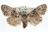  ( - RBMIS-1256)  @15 [ ] CreativeCommons - Attribution (2010) Unspecified Centre for Biodiversity Genomics