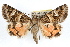  ( - RBMIS-1265)  @11 [ ] CreativeCommons - Attribution (2010) Unspecified Centre for Biodiversity Genomics