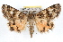  ( - RBMIS-1266)  @14 [ ] CreativeCommons - Attribution (2010) Unspecified Centre for Biodiversity Genomics