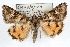  ( - RBMIS-1268)  @11 [ ] CreativeCommons - Attribution (2010) Unspecified Centre for Biodiversity Genomics
