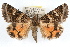  ( - RBMIS-1269)  @11 [ ] CreativeCommons - Attribution (2010) Unspecified Centre for Biodiversity Genomics