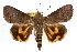  ( - RBMIS-1289)  @11 [ ] CreativeCommons - Attribution (2010) Unspecified Centre for Biodiversity Genomics