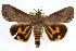 ( - RBMIS-1290)  @11 [ ] CreativeCommons - Attribution (2010) Unspecified Centre for Biodiversity Genomics