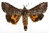  (Hypocala deflorata - RBMIS-1291)  @15 [ ] CreativeCommons - Attribution (2010) Unspecified Centre for Biodiversity Genomics