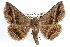  ( - RBMIS-1300)  @11 [ ] CreativeCommons - Attribution (2010) Unspecified Centre for Biodiversity Genomics