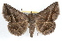  ( - RBMIS-1302)  @11 [ ] CreativeCommons - Attribution (2010) Unspecified Centre for Biodiversity Genomics