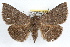  ( - RBMIS-1303)  @11 [ ] CreativeCommons - Attribution (2010) Unspecified Centre for Biodiversity Genomics