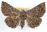  ( - RBMIS-1304)  @11 [ ] CreativeCommons - Attribution (2010) Unspecified Centre for Biodiversity Genomics