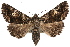  ( - RBMIS-1312)  @15 [ ] CreativeCommons - Attribution (2010) Unspecified Centre for Biodiversity Genomics