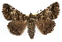 ( - RBMIS-1313)  @15 [ ] CreativeCommons - Attribution (2010) Unspecified Centre for Biodiversity Genomics