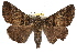  ( - RBMIS-1315)  @14 [ ] CreativeCommons - Attribution (2010) Unspecified Centre for Biodiversity Genomics