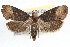  ( - RBMIS-1372)  @11 [ ] CreativeCommons - Attribution (2010) Unspecified Centre for Biodiversity Genomics
