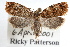  ( - RBMIS-1385)  @13 [ ] CreativeCommons - Attribution (2010) Unspecified Centre for Biodiversity Genomics