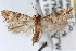  ( - RBMIS-1454)  @11 [ ] CreativeCommons - Attribution (2010) Unspecified Centre for Biodiversity Genomics