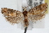  ( - RBMIS-1455)  @11 [ ] CreativeCommons - Attribution (2010) Unspecified Centre for Biodiversity Genomics