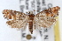  ( - RBMIS-1457)  @11 [ ] CreativeCommons - Attribution (2010) Unspecified Centre for Biodiversity Genomics