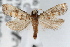  ( - RBMIS-1460)  @12 [ ] CreativeCommons - Attribution (2010) Unspecified Centre for Biodiversity Genomics