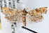  (Rhyacionia frustrana - RBMIS-1463)  @14 [ ] CreativeCommons - Attribution (2010) Unspecified Centre for Biodiversity Genomics