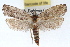  ( - RBMIS-1481)  @11 [ ] CreativeCommons - Attribution (2010) Unspecified Centre for Biodiversity Genomics