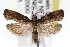  ( - RBMIS-1484)  @11 [ ] CreativeCommons - Attribution (2010) Unspecified Centre for Biodiversity Genomics