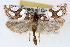  ( - RBMIS-1509)  @13 [ ] CreativeCommons - Attribution (2010) Unspecified Centre for Biodiversity Genomics