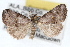  (Hyperstrotia flaviguttata - RBMIS-1521)  @14 [ ] CreativeCommons - Attribution (2009) Unspecified Centre for Biodiversity Genomics