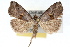  ( - RBMIS-1525)  @13 [ ] CreativeCommons - Attribution (2009) Unspecified Centre for Biodiversity Genomics