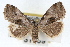  ( - RBMIS-1529)  @13 [ ] CreativeCommons - Attribution (2009) Unspecified Centre for Biodiversity Genomics