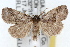  (Hyperstrotia aetheria - RBMIS-1535)  @14 [ ] CreativeCommons - Attribution (2009) Unspecified Centre for Biodiversity Genomics