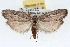 ( - RBMIS-1608)  @14 [ ] CreativeCommons - Attribution (2009) Unspecified Centre for Biodiversity Genomics
