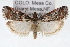  (Acrobasis tricolorella - RBMIS-1627)  @15 [ ] CreativeCommons - Attribution (2009) Unspecified Centre for Biodiversity Genomics