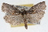  ( - RBMIS-1635)  @13 [ ] CreativeCommons - Attribution (2009) Unspecified Centre for Biodiversity Genomics