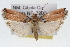  ( - RBMIS-1662)  @13 [ ] CreativeCommons - Attribution (2009) Unspecified Centre for Biodiversity Genomics