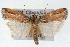  (Dasypyga salmocolor - RBMIS-1664)  @14 [ ] CreativeCommons - Attribution (2009) Unspecified Centre for Biodiversity Genomics