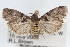  ( - RBMIS-1685)  @13 [ ] CreativeCommons - Attribution (2009) Unspecified Centre for Biodiversity Genomics