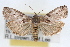 ( - RBMIS-1689)  @14 [ ] CreativeCommons - Attribution (2009) Unspecified Centre for Biodiversity Genomics