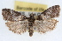  ( - RBMIS-1702)  @11 [ ] CreativeCommons - Attribution (2009) Unspecified Centre for Biodiversity Genomics