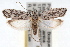  (Ethmia confusella - RBMIS-1767)  @15 [ ] CreativeCommons - Attribution (2009) Unspecified Centre for Biodiversity Genomics