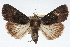  ( - RBMIS-1808)  @15 [ ] CreativeCommons - Attribution (2009) Unspecified Centre for Biodiversity Genomics